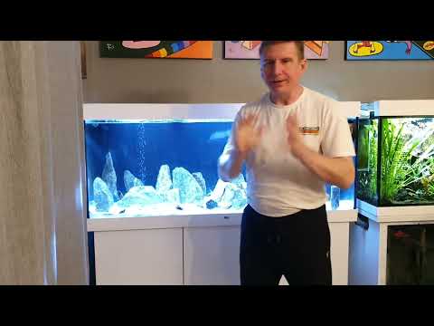 Видео: Перестановка в цихлиднике
