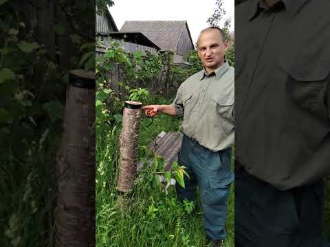 Видео: Прививка черешни за кору, в расчеп.