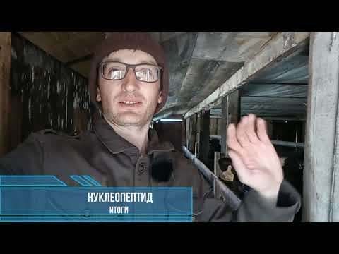 Видео: Результаты откорма с НУКЛЕОПЕПТИДОМ. Новый стимулятор роста или миф? №13