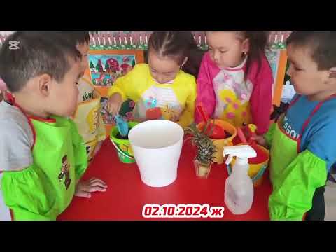 Видео: "Мен зерттеушімін" «Ананас жемісін үй жағдайында өсіру»   "Ақкөгершін" ересек тобы