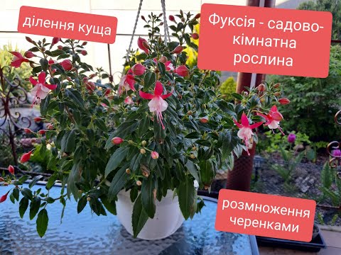 Видео: Фуксія. Ця квітка прикрасить не тільки Ваш сад, але й створить затишок в оселі.