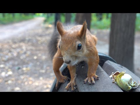Видео: Белки пришли за орехами. Зарисовка / The squirrels came for the nuts. The sketch