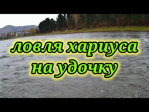 Видео: Ловля хариуса Осенью на удочку на Мутёжку 👆.