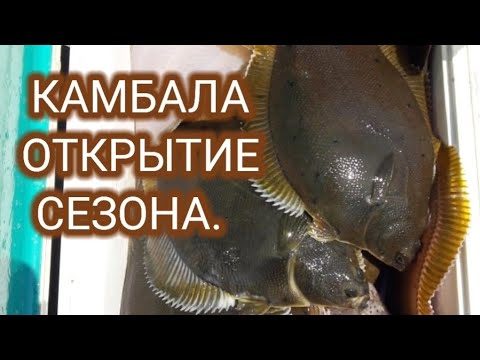 Видео: Море Рыбы Приморский край. КАМБАЛА 20.05.2022 #простаярыбалка