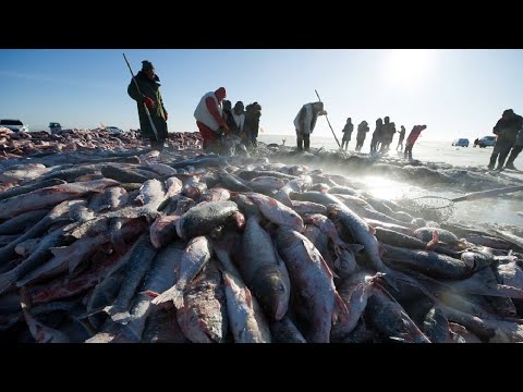 Видео: Удивительная подледная рыбалка - Рыбалка в замерзшем озере - Умение ловить сетью зимой