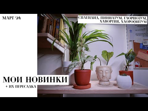 Видео: Новые растения и их пересадка / Сплендид, Пиннатум, Глориозум, Хавортия, Хлорофитум / Март ‘24