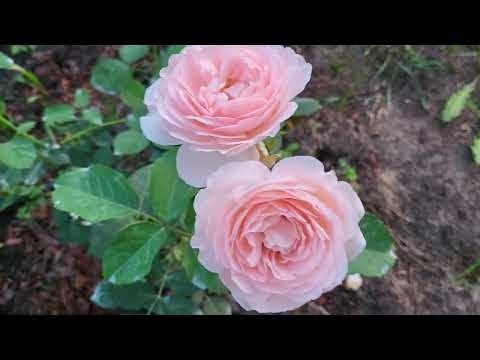 Видео: Розы 9 августа22г. Французское платье , Мона Лиза, Клер Ренессанс и др. г Владимир