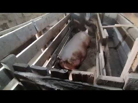 Видео: 900$ в год на свиноматок😱! Бизнес на поросятах🐷