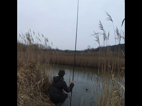 Видео: Рибалка на боковий кивок 🎣  Чудовий кльов разнорибиці на річці Уж, у січні місяці.🐟🐟🐟