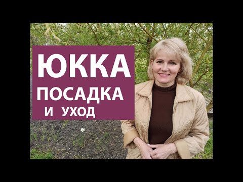 Видео: ЮККА. КАК ПОСАДИТЬ ЮККУ. УХОД , ПОДКОРМКА И ВЫРАЩИВАНИЕ ЮККИ. Юкка нитчатая, садовая