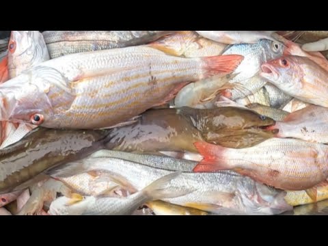 Видео: УГОРЬ МЮРРЕЙ ПОПАЛСЯ В СЕТЬ(ТЯЖЕЛЫЙ ДЕНЬ РЫБАЛКИ В НАЧАЛЕ РЫБОЛОВНОГО СЕЗОНА ‎@cameronfamilytv !!!