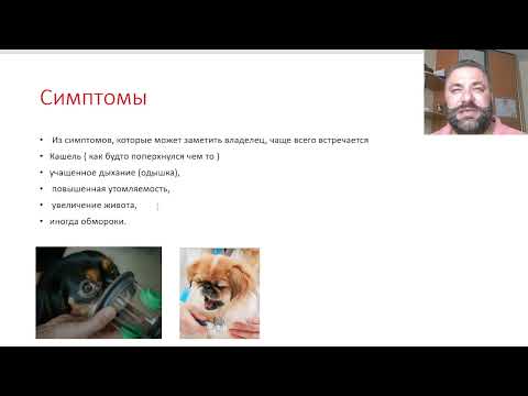 Видео: Эндокардиоз у собак ( для владельцев)