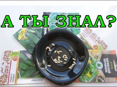 Видео: ОГУРЦЫ. Предпосевная подготовка