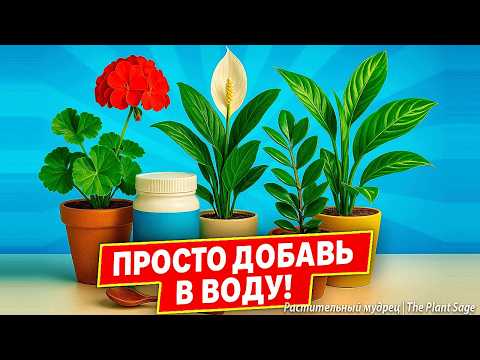 Видео: КАРБАМИД: УДОБРЕНИЕ ДЛЯ ЦВЕТОВ 🌿 1 ЧАЙНАЯ ЛОЖКА — И РАСТЕНИЕ ОЖИВАЕТ! КАК ПРИМЕНЯТЬ МОЧЕВИНУ
