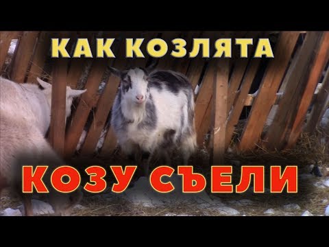 Видео: Как козлята козу съели. Почему умирают козы