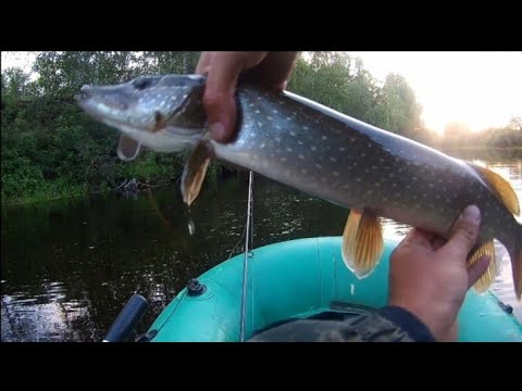 Видео: ЩУКА АТАКУЕТ БЛЕСНУ. Рыбалка на спиннинг с лодки 2024. Ловля щуки и окуня на вертушку.