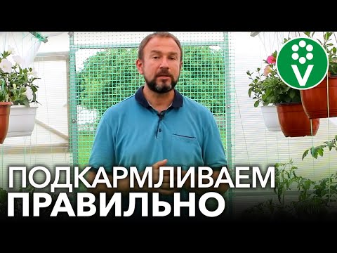Видео: ЭТО УДОБРЕНИЕ ВЫЗЫВАЕТ ВЕРШИННУЮ ГНИЛЬ ТОМАТОВ! Делаем подкормки с умом