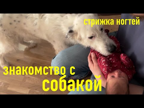 Видео: 11. новорожденный и СОБАКА. первая СТРИЖКА НОГТЕЙ. живот после КС через 3 НЕДЕЛИ. покупки