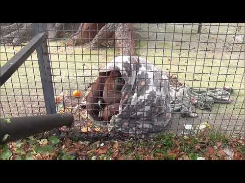 Видео: Дана в первой половине ноября! Парк львов Тайган ❤️ 