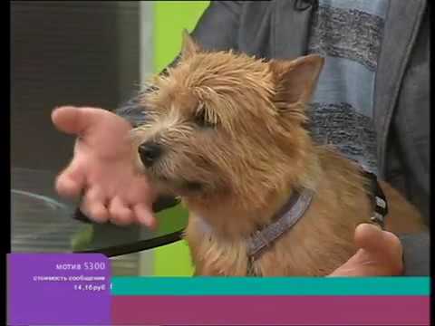 Видео: Перелом лап у собак