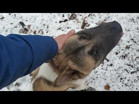 Видео: Воспитание и дрессировка Американской Акиты.