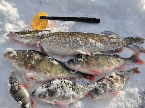 Видео: Зимняя рыбалка, крупный окунь. На Рыбалку, для души!!!