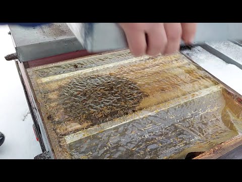 Видео: Январь позади - пчелы зимуют. 31.01.2022