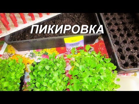 Видео: ДНЕВНИК ТАБАКОВОДА - № 75 ПИКИРОВКА РАССАДЫ ТАБАК