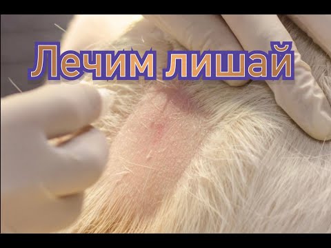 Видео: Диагностика, лечение лишая у животных. Как избавиться от грибковых спор в квартире?