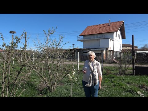 Видео: Епизод 24. Измръзване по ранните овощки. Плевелите като покривна култура. Цъфтящи нарциси.