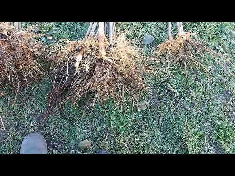 Видео: Подвой для черешни и вишни Логри.