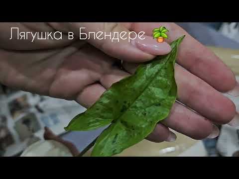 Видео: Распаковка сингониумов