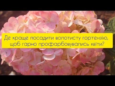 Видео: Де краще посадити волотисту гортензію?