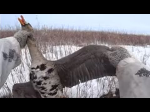 Видео: Охота на гуся не далеко от дома! И такое бывает...🎯🐶😃👍