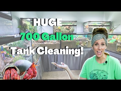 Видео: Как почистить аквариум | Уход за раками-отшельниками | Crab Central Station