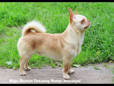 Видео: #чихуахуа для Души не для разведения #ЦЕНА от 15 тр #купитьчихуахуапродаю +79215950848