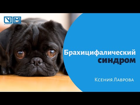 Видео: Брахицифалический синдром