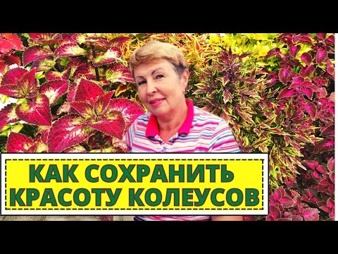 Видео: КОЛЕУС как сохранить красивые цветы на следующий год. ПРАВИЛА ЧЕРЕНКОВАНИЯ