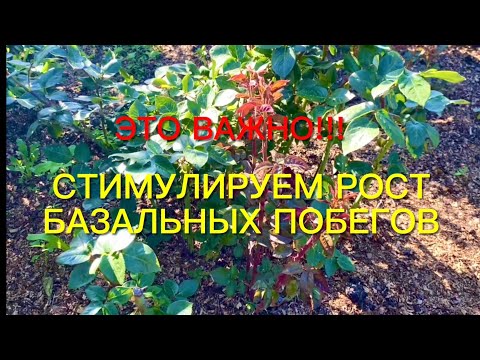 Видео: Розы. Это важно!!!Стимулируем рост базальных побегов. 🌹🌹🌹