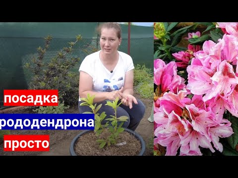 Видео: Сажайте РОДОДЕНДРОНЫ в контейнеры - минимум  ухода, 100% приживаемость.