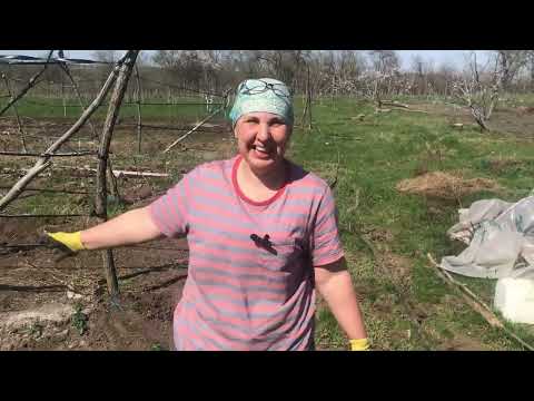 Видео: Огірки. Наш спосіб вирощування. (1 частина)