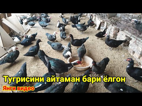 Видео: Индоутка бокишни фойда ёки зиёни хакида