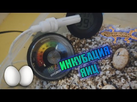 Видео: ОСНОВНЫЕ ПРАВИЛА ИНКУБИРОВАНИЯ ЯИЦ ЭУБЛЕФАРОВ В ДОМАШНИХ УСЛОВИЯХ