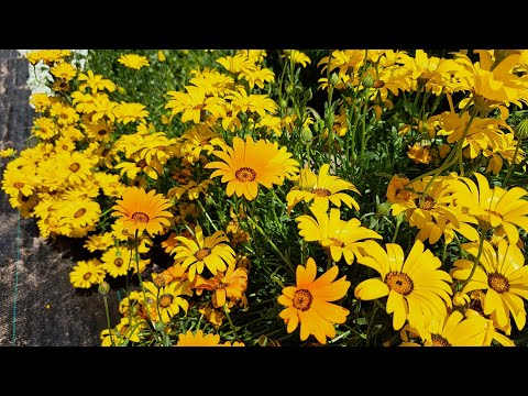 Видео: Диморфотека - яркая гостья на Вашей клумбе! Выращивание от посева до цветения