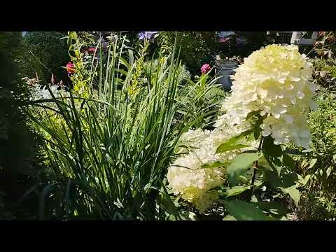 Видео: Злаки в моем саду. Какие и куда сажать. Мой опыт выращивания.