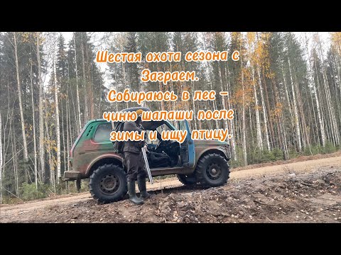 Видео: Шестая охота с Заграем. Дуплет по тетеревам и лай на куницу в чаще