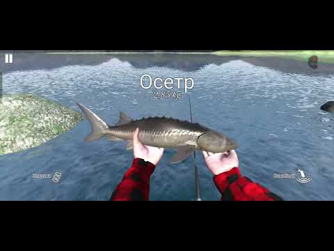 Видео: Как словить осётора и судака