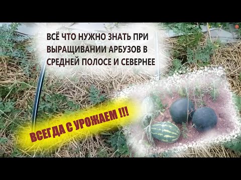 Видео: Первая и очень важная работа при выращивании арбузов в средней полосе