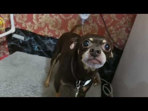 Видео: Арчи, Мура и Куся кушают. :)