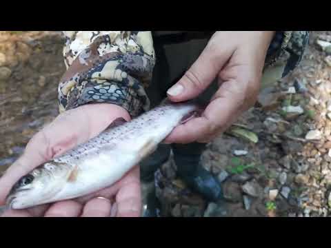 Видео: Нашли речку с чистой водой.Ловим хариуса.